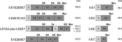 Design and Immunological Validation of Macaca fascicularis Papillomavirus Type 3 Based Vaccine Candidates in Outbred Mice: Basis for Future Testing of a Therapeutic Papillomavirus Vaccine in NHPs